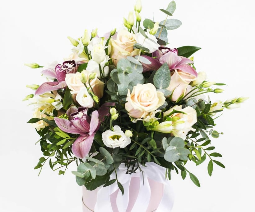 Felicita — 1